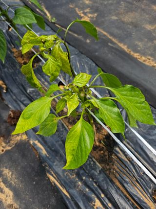 최만재님의 고추 · 병해충상담 작성글 사진