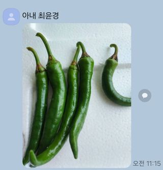 하동삼삼오오님의 고추 · 병해충상담 작성글 사진
