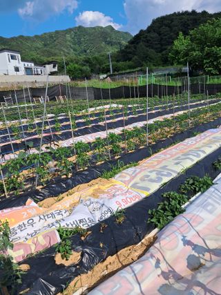 한순자님의 고추 · 영농일지 작성글 사진