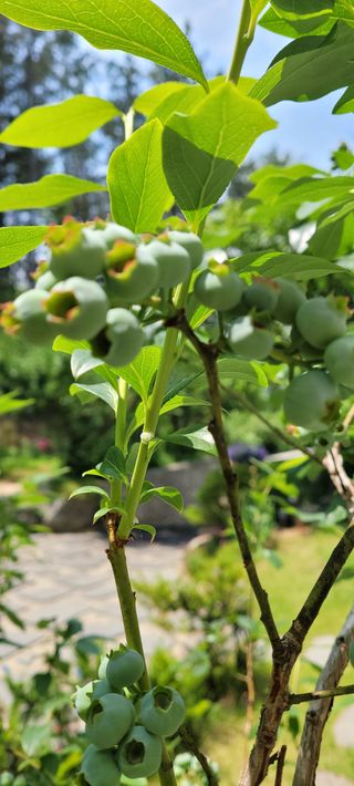 박송녀님의 블루베리 · 영농일지 작성글 사진