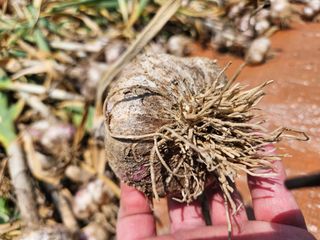 텃밭지기님의 마늘 · 영농일지 작성글 사진