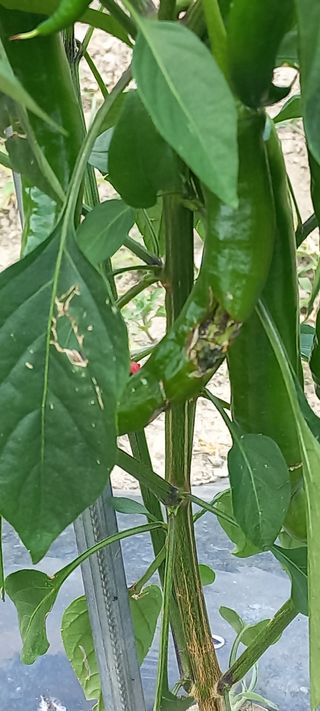 장도리님의 고추 · 병해충상담 작성글 사진