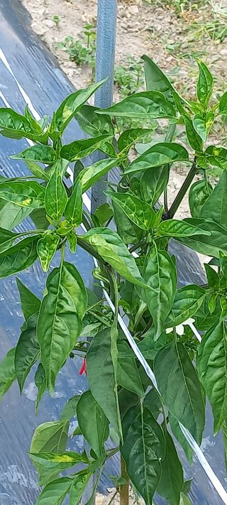 장도리님의 고추 · 병해충상담 작성글 사진