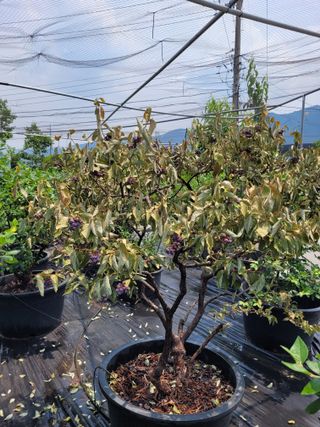 안성의 농사준비꾼님의 블루베리 · 병해충상담 작성글 사진