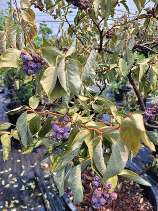 안성의 농사준비꾼님의 블루베리 · 병해충상담 작성글 사진