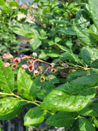 안성의 농사준비꾼님의 블루베리 · 병해충상담 작성글 사진