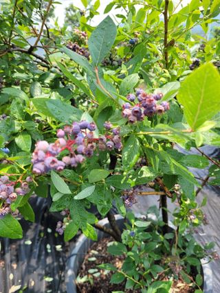 안성의 농사준비꾼님의 블루베리 · 병해충상담 작성글 사진