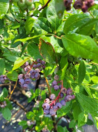 안성의 농사준비꾼님의 블루베리 · 병해충상담 작성글 사진