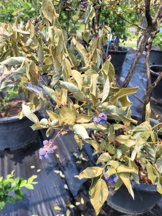 안성의 농사준비꾼님의 블루베리 · 병해충상담 작성글 사진