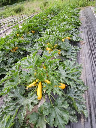 마도님의 6월 내 작물 자랑하기🌱 · 참여글 작성글 사진