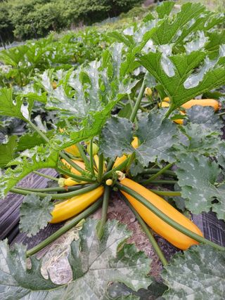 마도님의 6월 내 작물 자랑하기🌱 · 참여글 작성글 사진