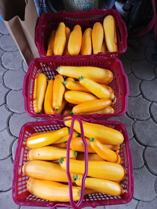 마도님의 6월 내 작물 자랑하기🌱 · 참여글 작성글 사진