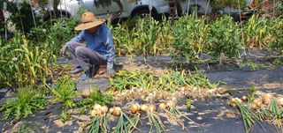 삼례텃밭지기님의 마늘 · 영농일지 작성글 사진