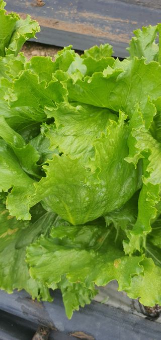 또순이떼지누리님의 자유주제 · 자유게시판 작성글 사진