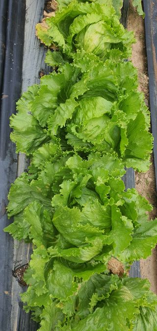 또순이떼지누리님의 자유주제 · 자유게시판 작성글 사진