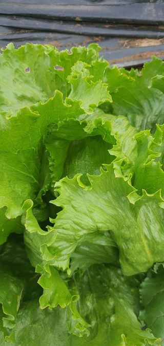 또순이떼지누리님의 자유주제 · 자유게시판 작성글 사진