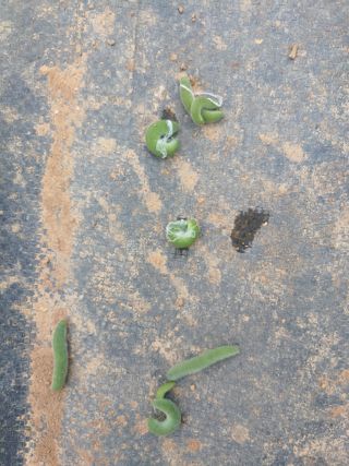 _고성농장님의 양배추 · 병해충상담 작성글 사진