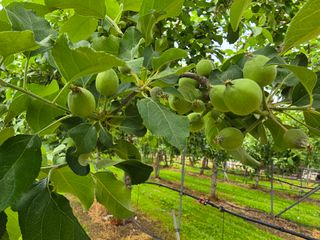 가평 태봉사과농원님의 사과 · 영농일지 작성글 사진