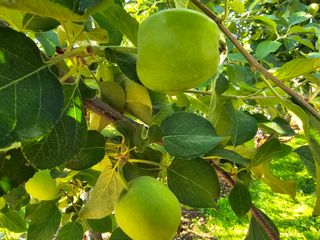 가평 태봉사과농원님의 사과 · 영농일지 작성글 사진