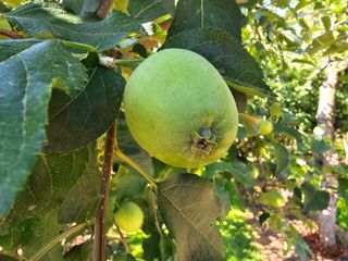 가평 태봉사과농원님의 사과 · 영농일지 작성글 사진