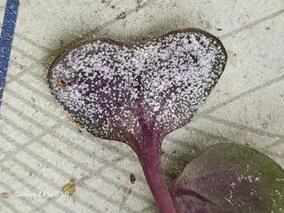 박종훈님의 양배추 · 병해충상담 작성글 사진