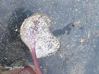 박종훈님의 양배추 · 병해충상담 작성글 사진