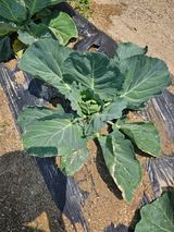 팜모닝 농사, 무엇이든 물어보세요!·참여글 게시글 이미지