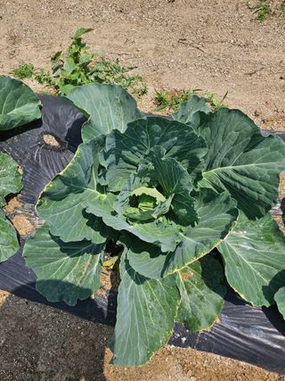 초짜농부님의 농사, 무엇이든 물어보세요! · 참여글 작성글 사진