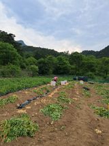 팜모닝 감자·영농일지 게시글 이미지