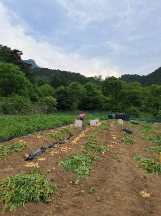 이용호님의 감자 · 영농일지 작성글 사진