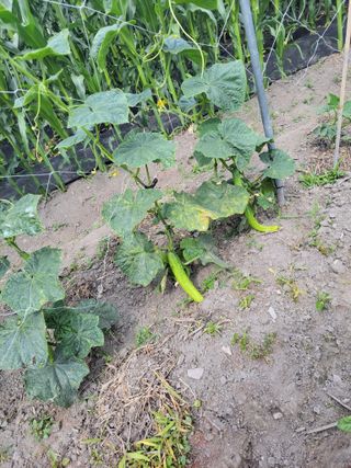 우영옥님의 자유주제 · 자유게시판 작성글 사진