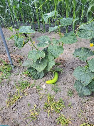 우영옥님의 자유주제 · 자유게시판 작성글 사진