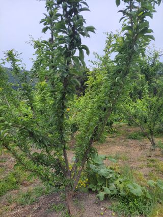 우영옥님의 자유주제 · 자유게시판 작성글 사진