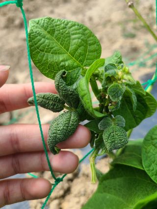 강세빈님의 콩 · 병해충상담 작성글 사진