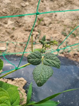 강세빈님의 콩 · 병해충상담 작성글 사진