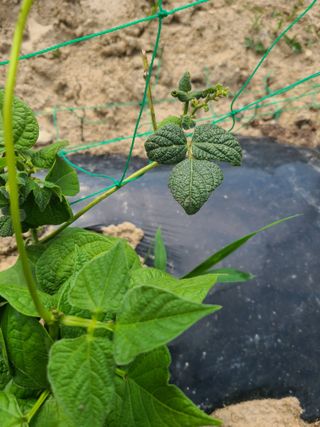 강세빈님의 콩 · 병해충상담 작성글 사진