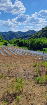 팜모닝 콩·영농일지 게시글 이미지