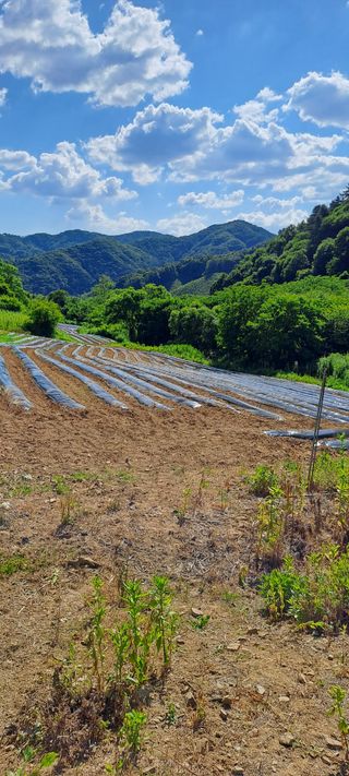 용호님의 콩 · 영농일지 작성글 사진
