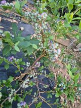 팜모닝 자두·영농일지 게시글 이미지