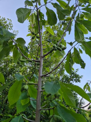 주말팜님의 자두 · 영농일지 작성글 사진