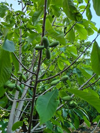 주말팜님의 자두 · 영농일지 작성글 사진