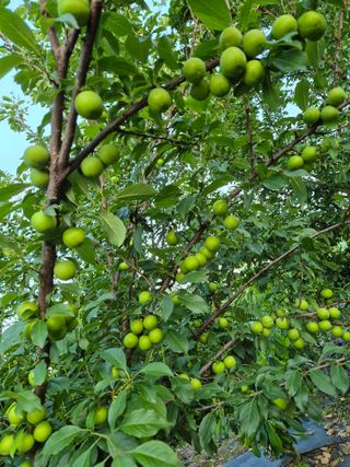 주말팜님의 자두 · 영농일지 작성글 사진