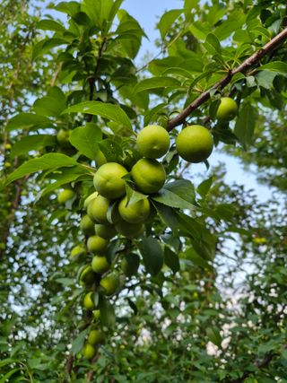 주말팜님의 자두 · 영농일지 작성글 사진