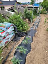 팜모닝 농사, 무엇이든 물어보세요!·참여글 게시글 이미지