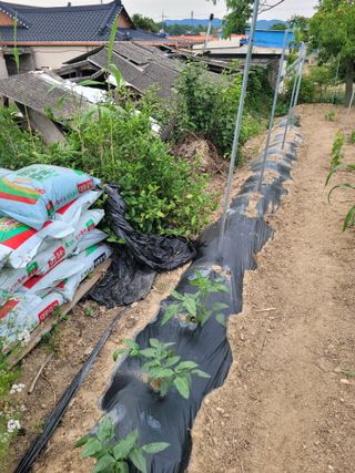 예인화원와이너리님의 농사, 무엇이든 물어보세요! · 참여글 작성글 사진