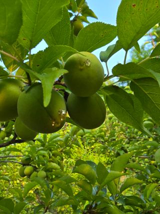 김지영님의 매실 · 병해충상담 작성글 사진