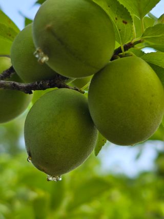 김지영님의 매실 · 병해충상담 작성글 사진