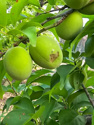 김지영님의 매실 · 병해충상담 작성글 사진