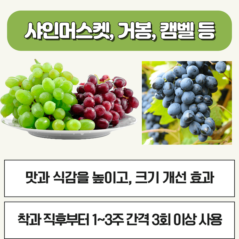 삼익농자재님의 장터 판매 상품 [샤인머스켓 포도 전용 영양제 샤인왕500g 인산 가리 칼슘 도장억제] 첨부 사진