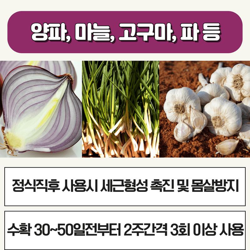 삼익농자재님의 장터 판매 상품 [샤인머스켓 포도 전용 영양제 샤인왕500g 인산 가리 칼슘 도장억제] 첨부 사진